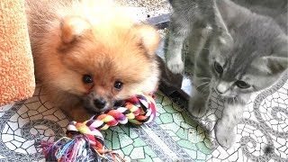 Котенок Макс и Алиса БЫТЬ ЛИ ДРУЖБЕ? Котята и щенки Как понять питомца? Котенок Макс и Алиса БЫТЬ ЛИ ДРУЖБЕ? Котята и щенки Как понять питомца?