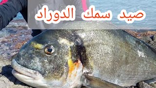 صيد سمكة الدوراد في الجزائر.  Fishing dorad in Algeria #pêche_Algérie  fishing / # Rice_fathi