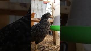 Celebrity 0805 WK5 // MYSTERY // DAILY OLIVE EGGER CHICK GROWTH Net Worth