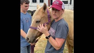 Evaluating a Prospective Performance Horse