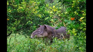 Conservation Cam Bairds Tapir Tapirus Bairdii