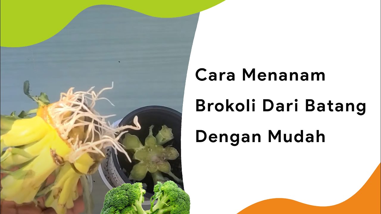 SANGAT MUDAH !! CARA MENANAM BROKOLI DARI BATANG SEDERHANA YouTube