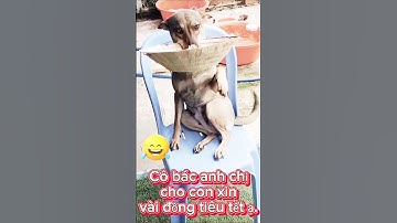 Cười sặc sụa với cún cưng đáng yêu #petsandghosts #funny #paranormal #pets #animals @Vunghiavlog