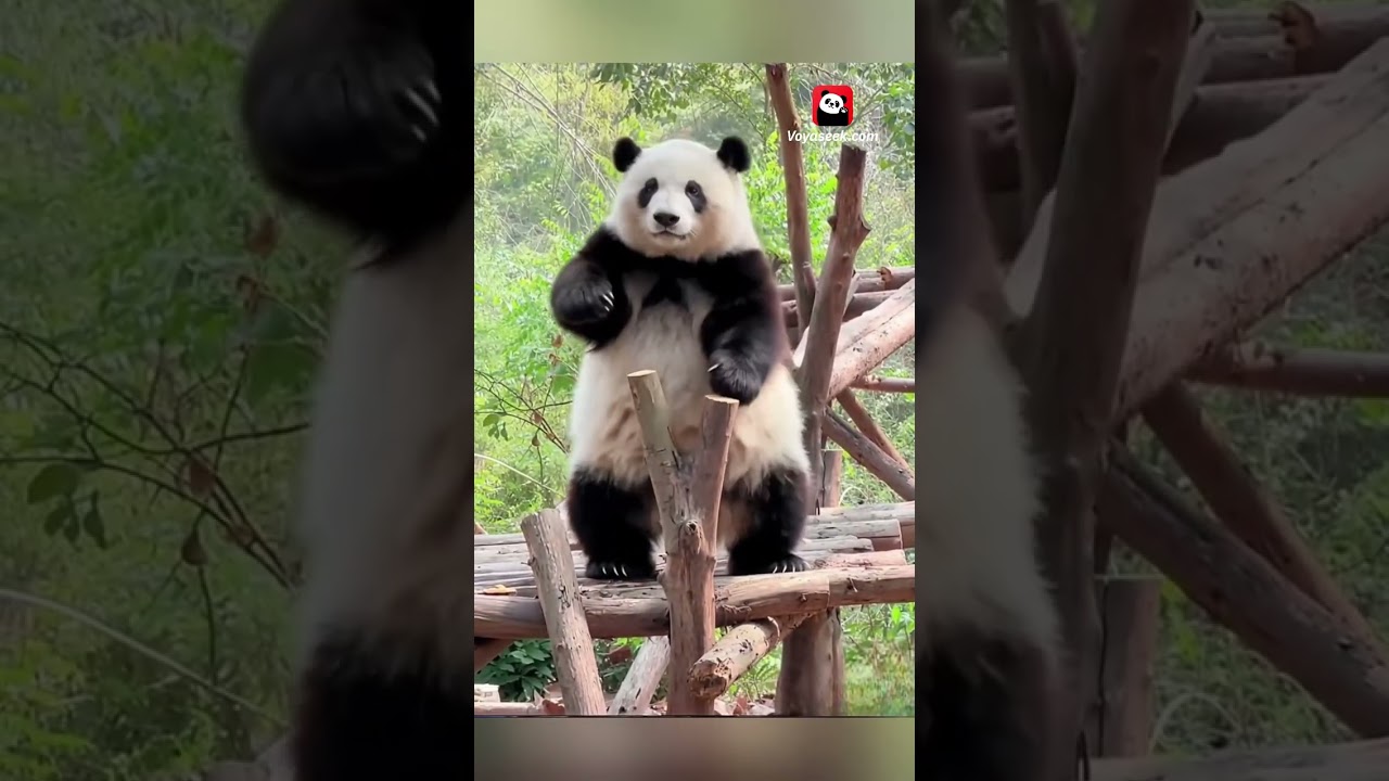 EVERYONE in China is Doing This Dance - Even the PANDAS? !🐼