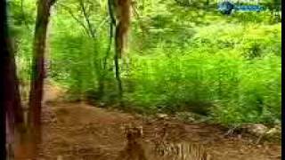 funky monkey.wmv