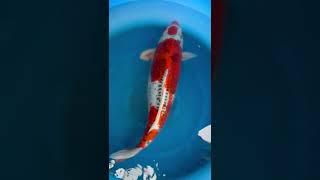 Koi Fish Presale 2024  -VID 20240131 WA0020 #koi #shorts  #koifish