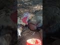 feeding turkeys