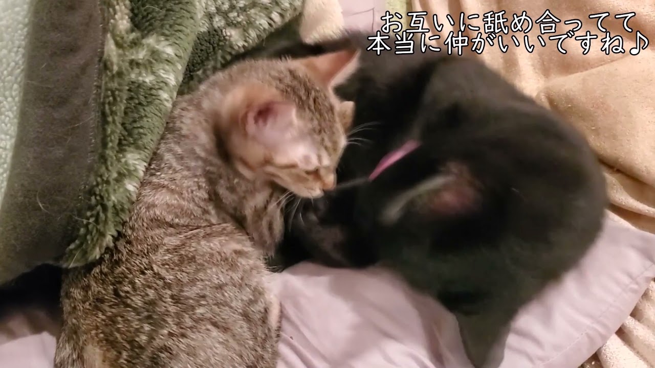 お互いに舐め合う仲良しさん Youtube お互いに舐め合う仲良しさん Youtube