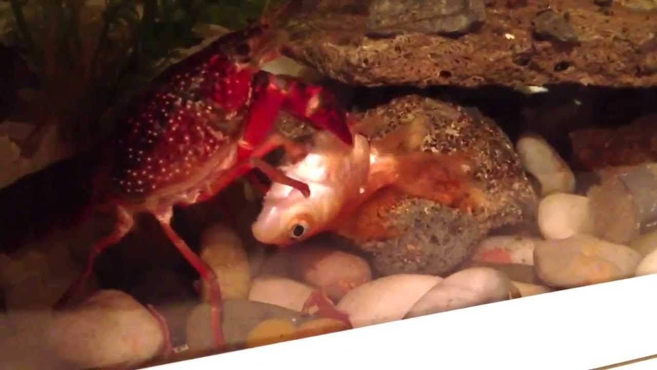 金魚を食べるザリガニ2 Youtube