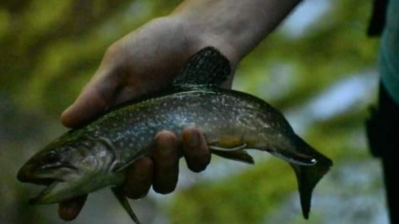 Fishing an Extremely Acidic Stream - YouTube