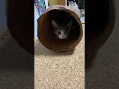 お目目キラキラ猫 - Cats hiding in a tunnel - #Shorts