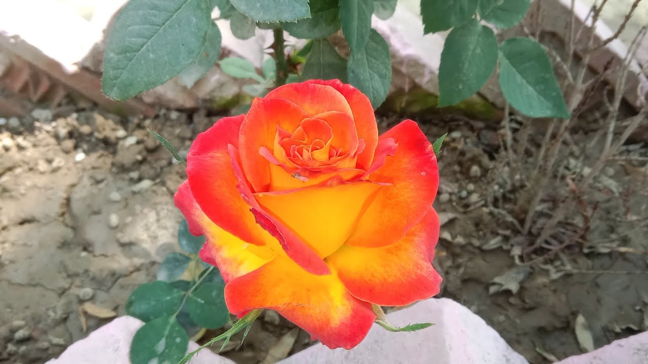 रोज फ्लावर रेड व्हाइट कलर मिक्स 🌹 gulab ka phool garden mein kaise ...