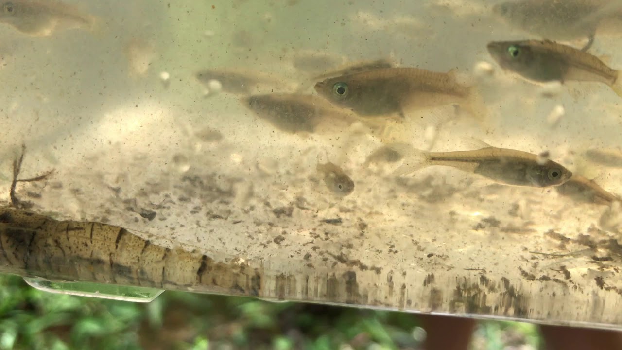 カワバタモロコ 稚魚 当歳魚 Youtube カワバタモロコ 稚魚 当歳魚 Youtube