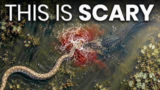 Scientists Finally Found What's Crushing Florida's Giant Pythons — And It's Been There All Along