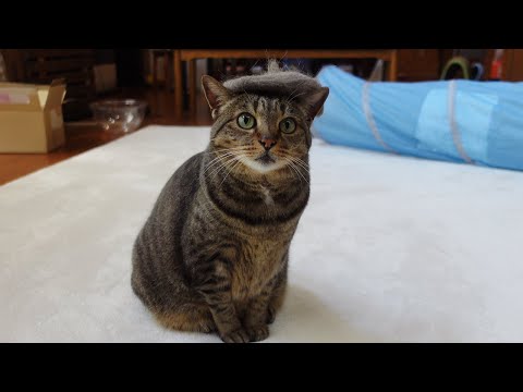 絵画アートを制作するねこ２。-Hana makes the art of painting.-