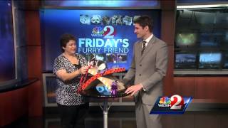 Furry Friend: Kitten named Tyler available for adoption