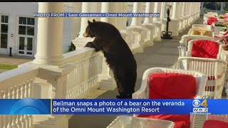 Photo Captures Bear Watching Sunrise At Mount Washington Resort