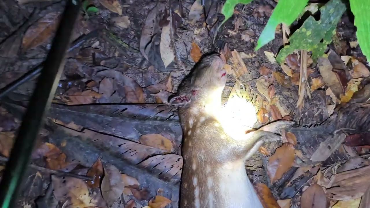 Primeira caçada na ceva de paca veio duas cedo, vejam! 