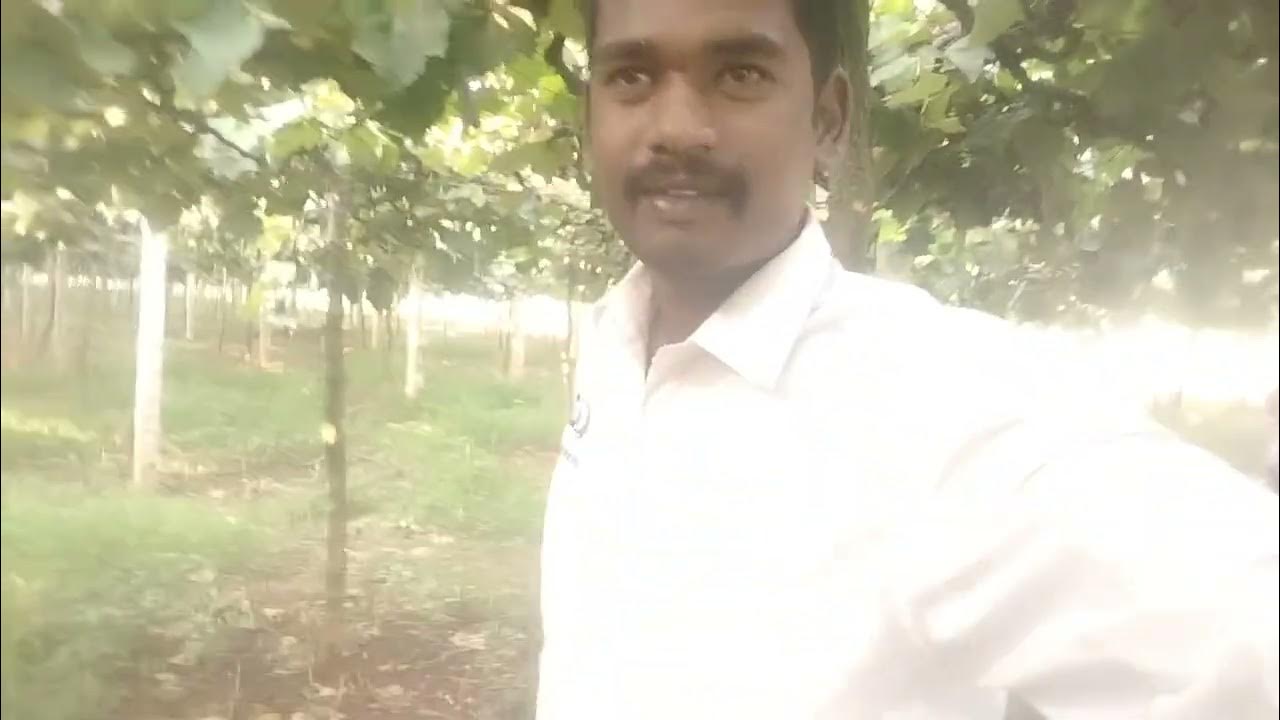 grapes garden 🍇🍇🍇 YouTube