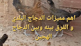 اهم مميزات الدجاج البلدي.  و الفرق بينه وبين الدجاج الأبيض الهجين .