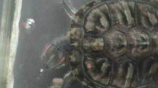 20090728飼烏龜