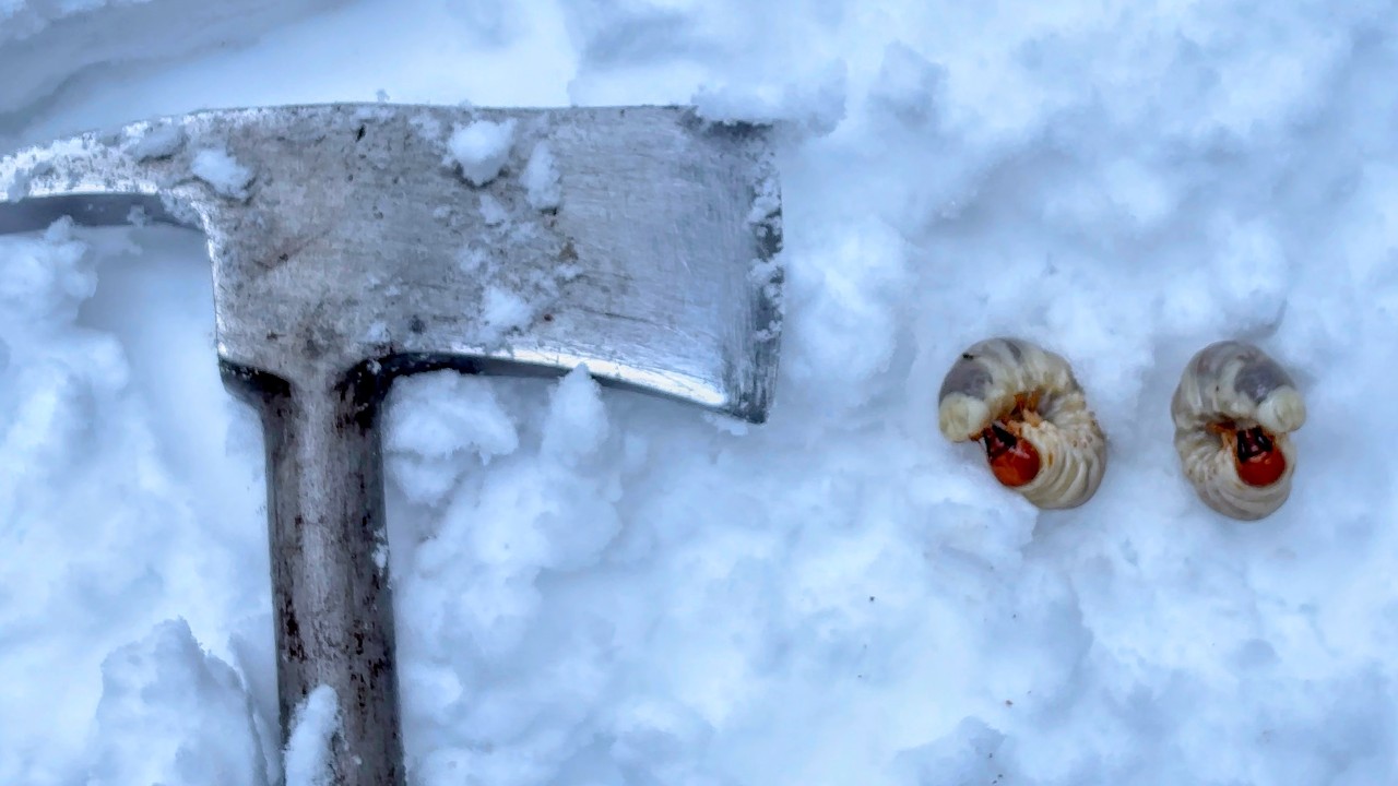 ※大寒波の雪山で、オオクワガタ探しに行ったらヤバすぎた！