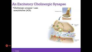 AP1 Online | Chapter 12: Nervous System (Part 2)