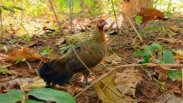 เสียงไก่ป่าตัวเมียกะต๊ากเสียงจริง suab poj qaib qus tsauj