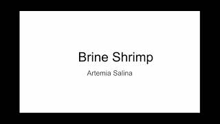 Brine Shrimp Facts