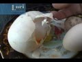Լոռիում հավը սովորականից մեծ ձու է ածել