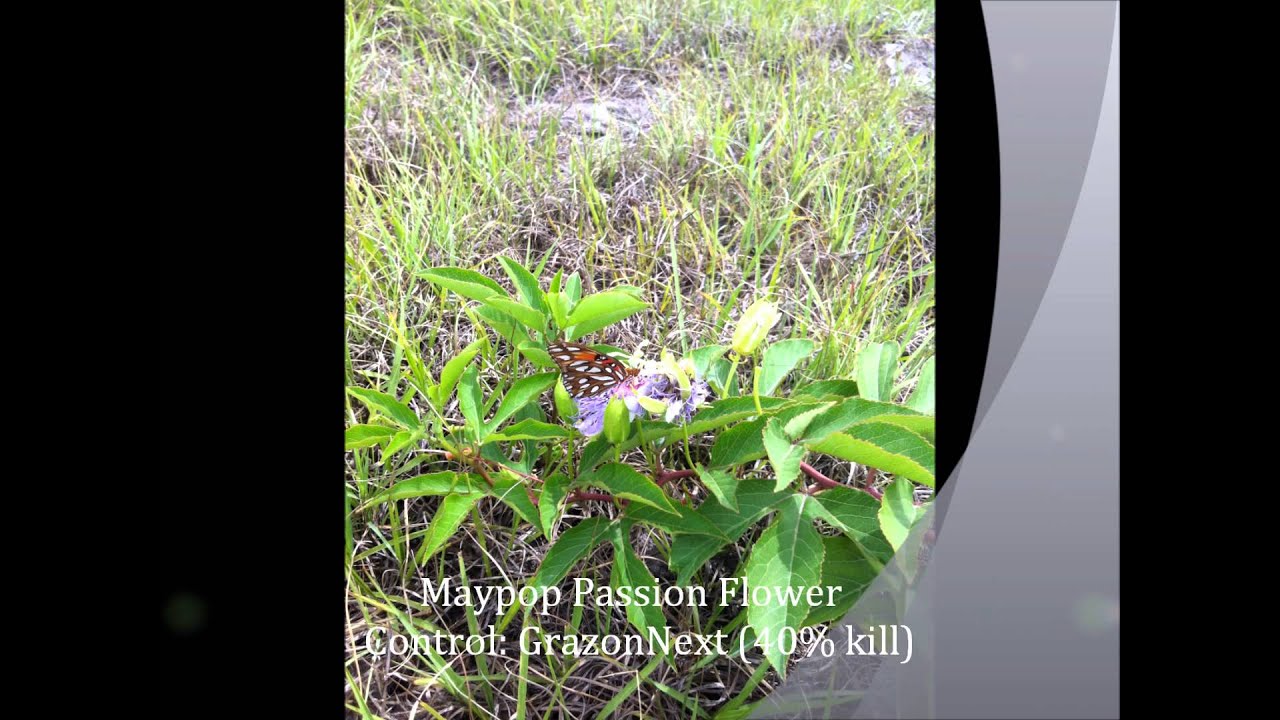 Summer Pasture/Hay Weed ID & Control.wmv