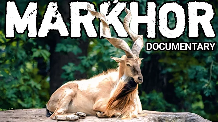 MARKHOR – The King of Mountains | Pakistan’s Untold Wildlife Documentary