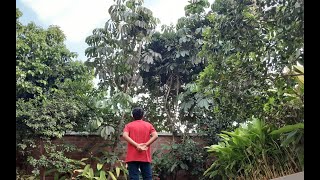 Gumshuda - Akshat Acharya ( Cover )