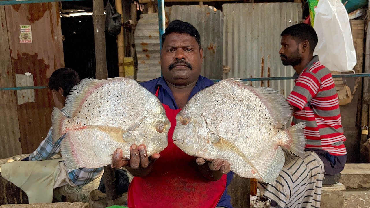 5 kg golden spade fish cutting🔥🔪kasimedu selvam skills🔥Kasimedu fish cutting