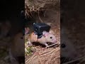 Inside a Wild Mouse Colony | Real Mounted POV