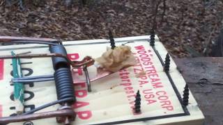 rat trap modified for squirrels 1