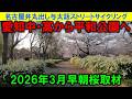 【365日 名古屋旅】名古屋市千種区の東端を北上し、愛知中・愛知高を確認。そのあと数年ぶりに平和公園北園？の桜と雪柳を堪能。地味にここは花見の最適解。メヒコエスエス。2026年3月撮影。No.1319