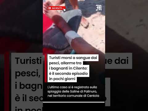 Video Turisti morsi a sangue dai pesci, allarme tra i bagnanti: è il secondo episodio in pochi giorni