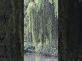 河边杨柳 Willows by the river