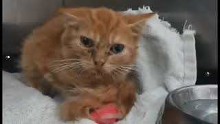 My Cats Journey From Feline Panleukopenia Virus