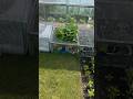 Quick harvest from the lettuce factory #gardening #allotment