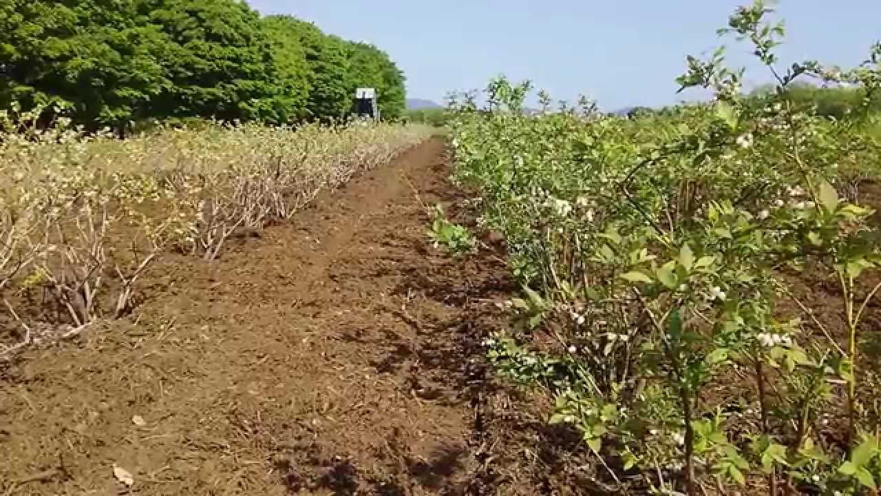 ブルーベリー園に木材チップ到着 Youtube