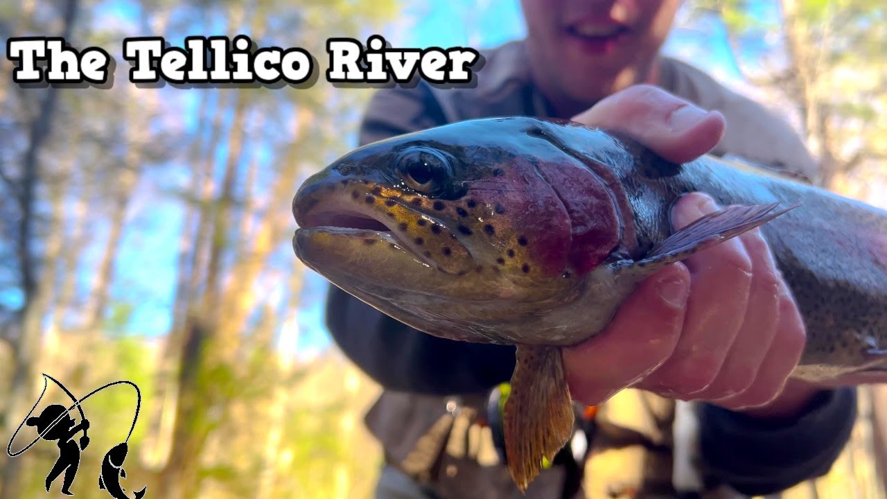 Always A Fun Time On The Tellico! Fly Fishing East Tennessee YouTube