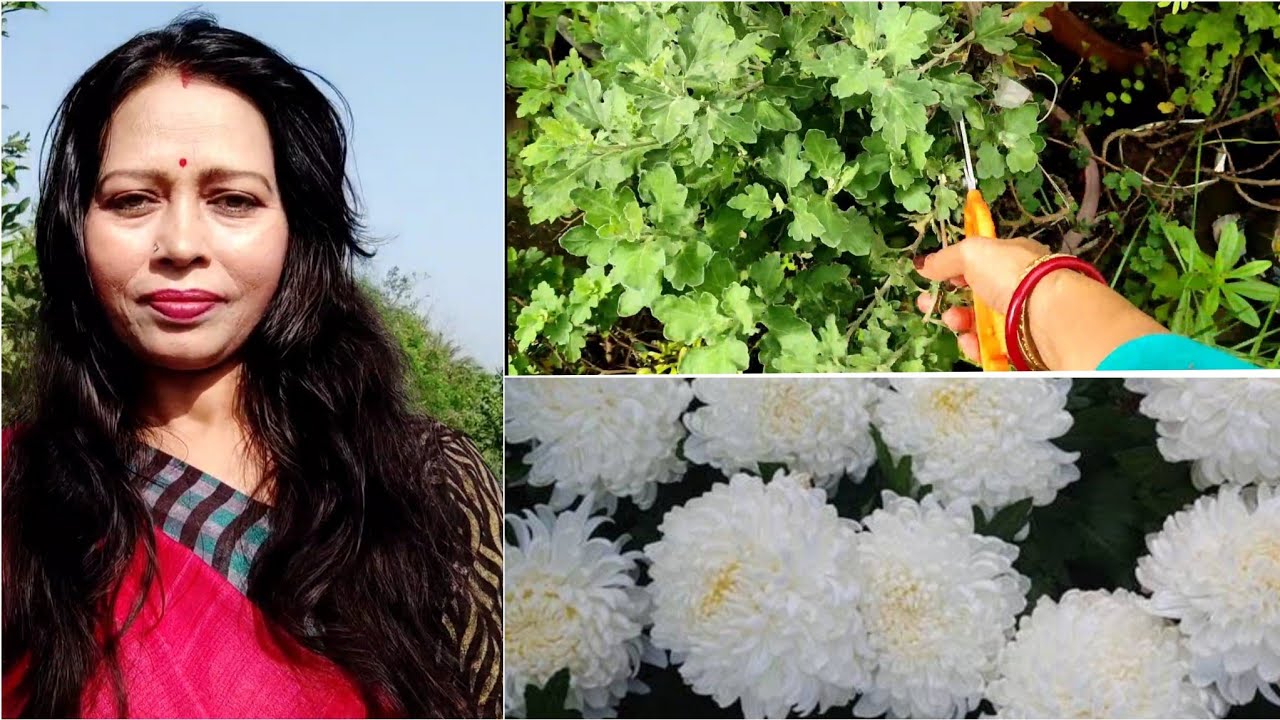 How To Do Cuttings of Chrysanthemum & Grow Easiest Mathod of