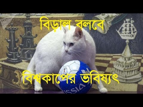 ভিডিও: বিড়ালদের মধ্যে পেশী টিয়ার