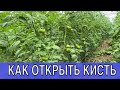 Когда удалить лист на томате || pruning leaves