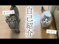 【自己紹介】我が家の可愛い家族を紹介します(まつたけ・おすし)