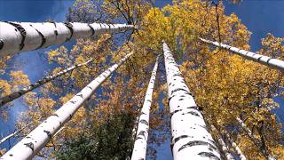 10 More Strangest National Park Disappearances  (Vol. 29)