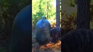 Angry Ram vs Barrel #SHORTS