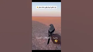 هذا سبب تحريم قتل و اكل الصرد اصغر الجوارح الصرد القرقفان طيور السعودية صيد 